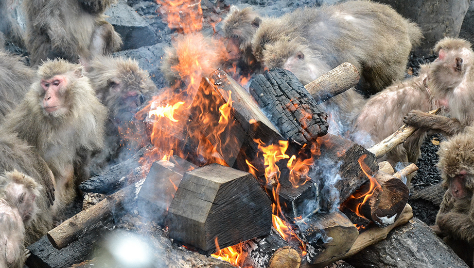 Japanese macaques surround a bonfire on a cold winter’s day.