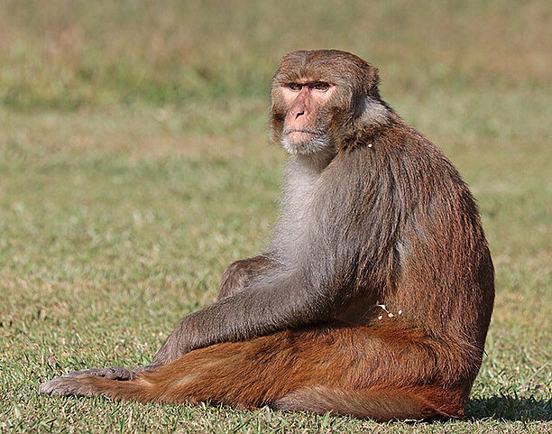 Ett foto av en makak.