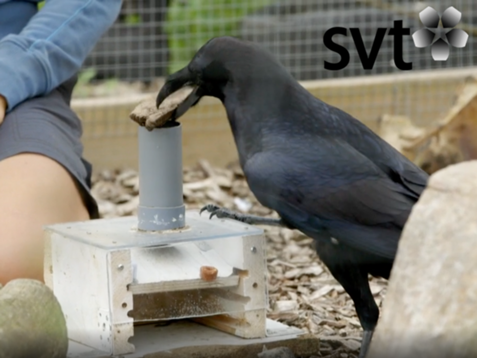 corvid_research_svtplay