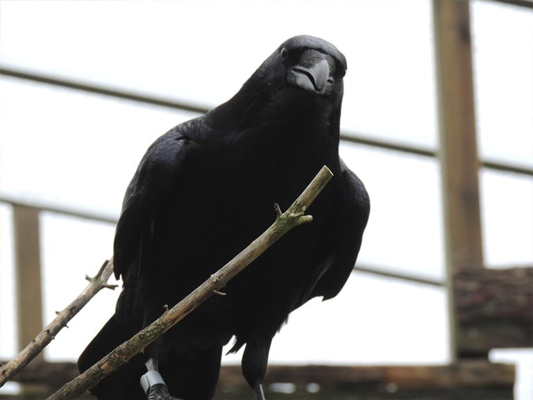 The male raven Siden